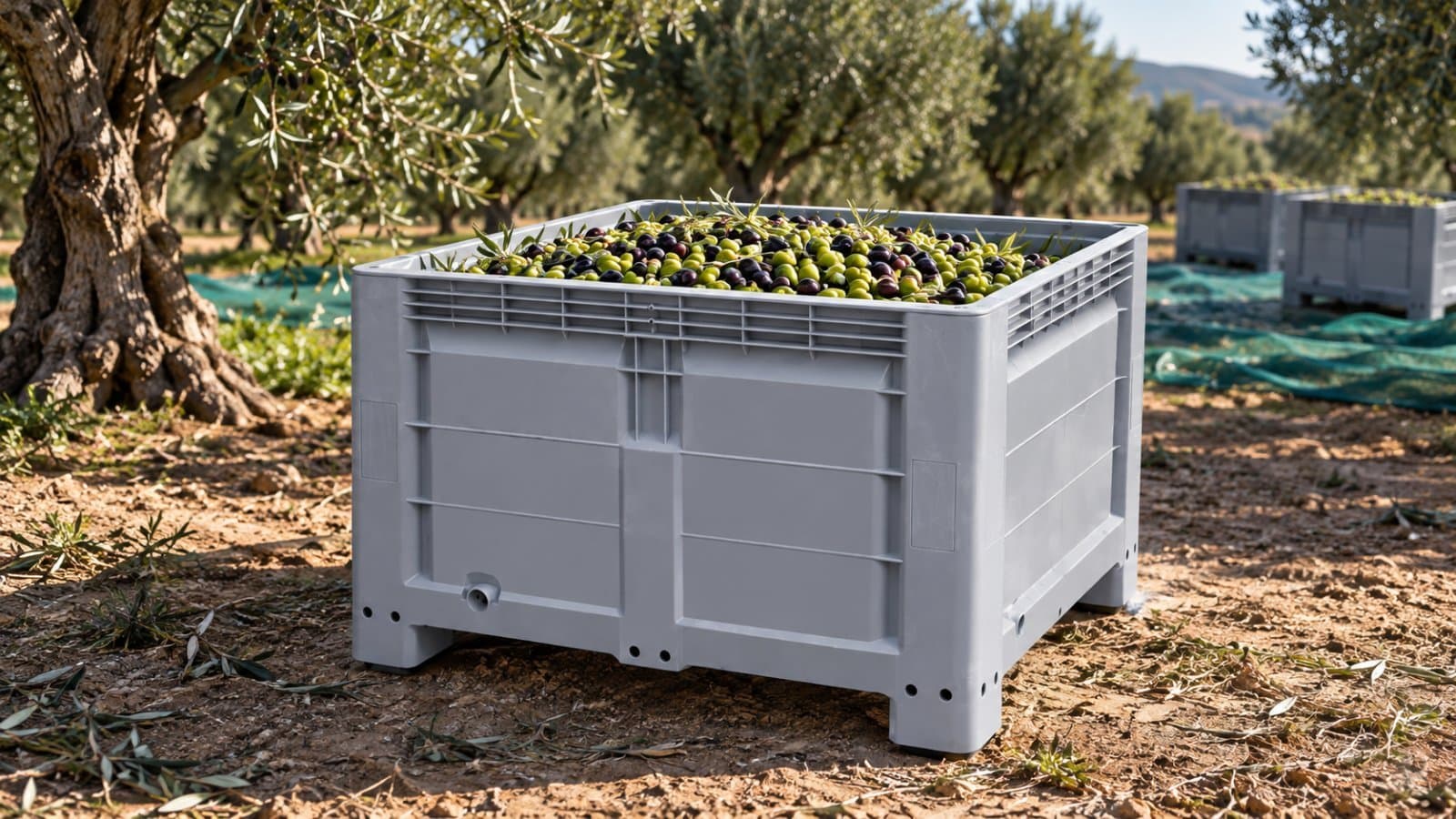 Palox agricole : récolter et transporter vos olives au Maroc